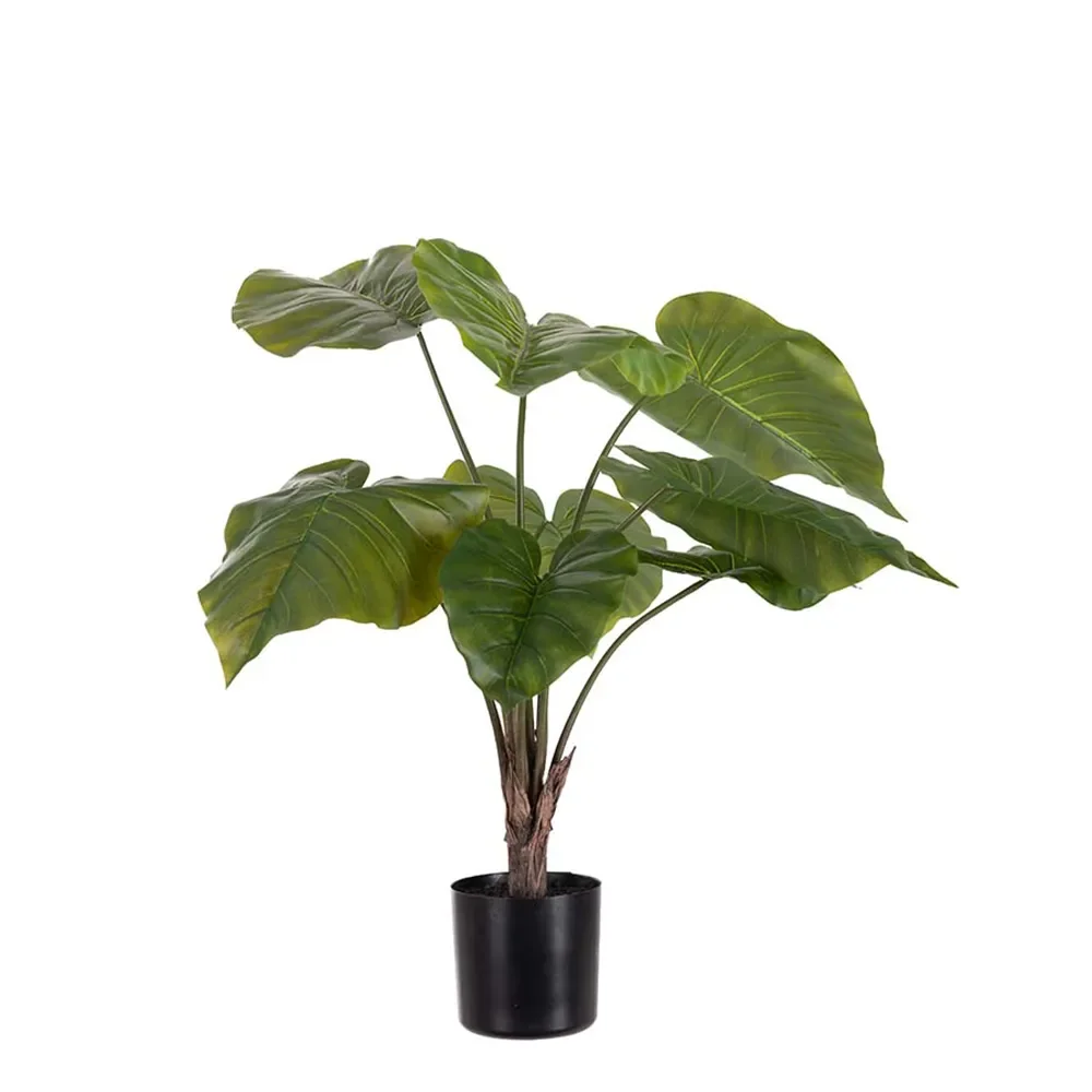 Mr Plant, Alocasia im Topf 60 cm