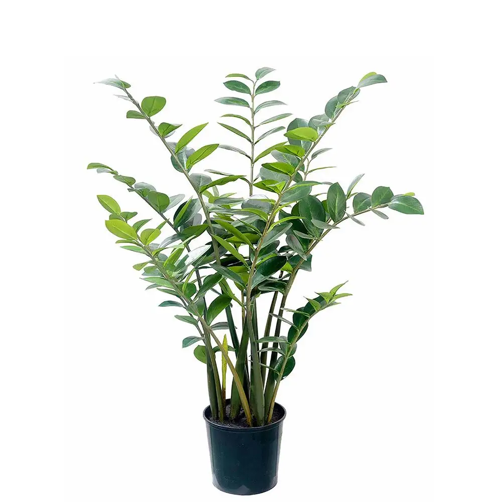 Mr Plant, Zamifolia im Topf 130 cm