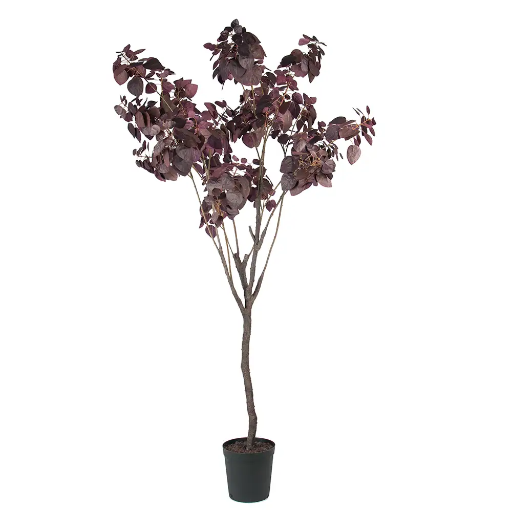 Mr Plant, Cotinus-Baum 200 cm