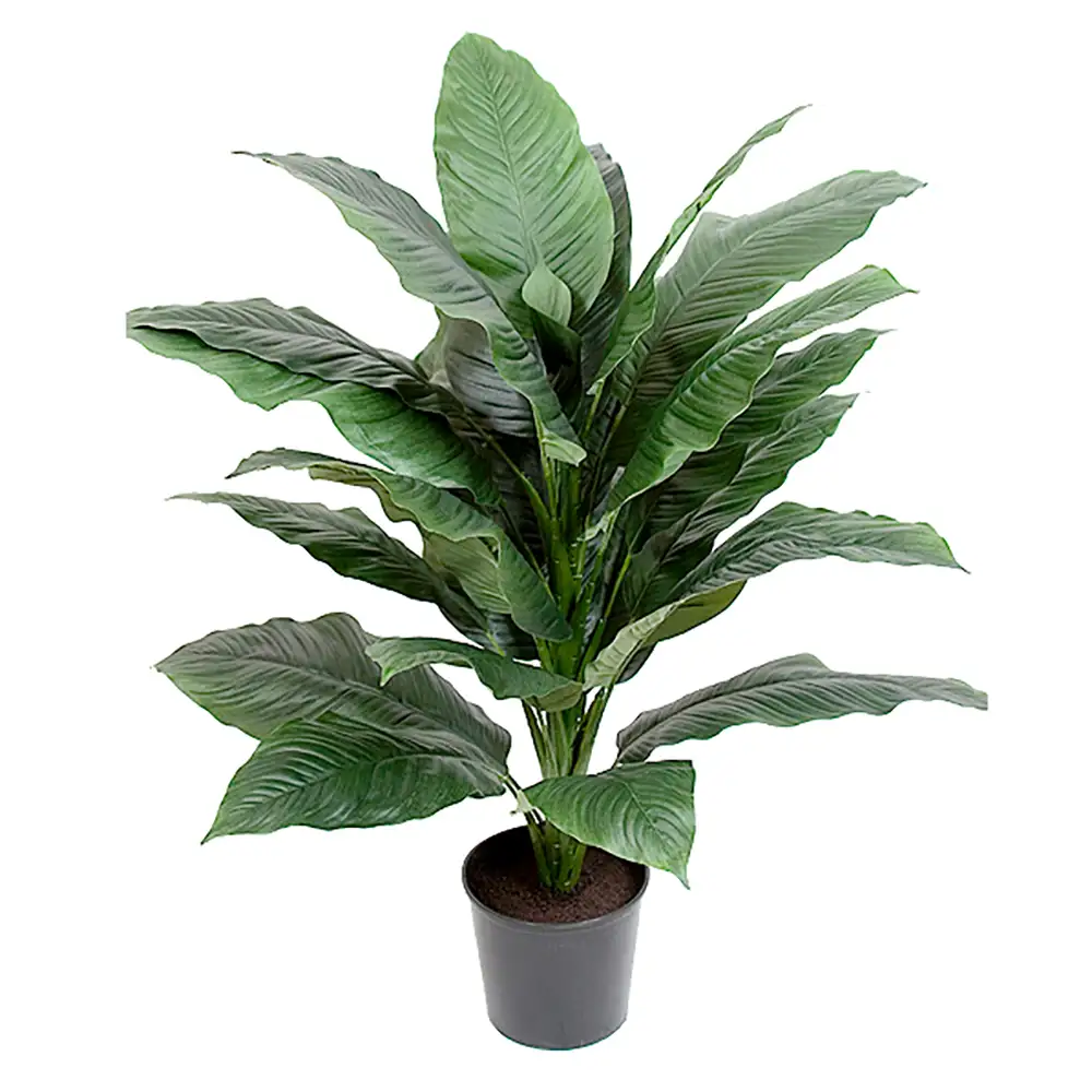Mr Plant, Spathifyllum Topfpflanze 105 cm