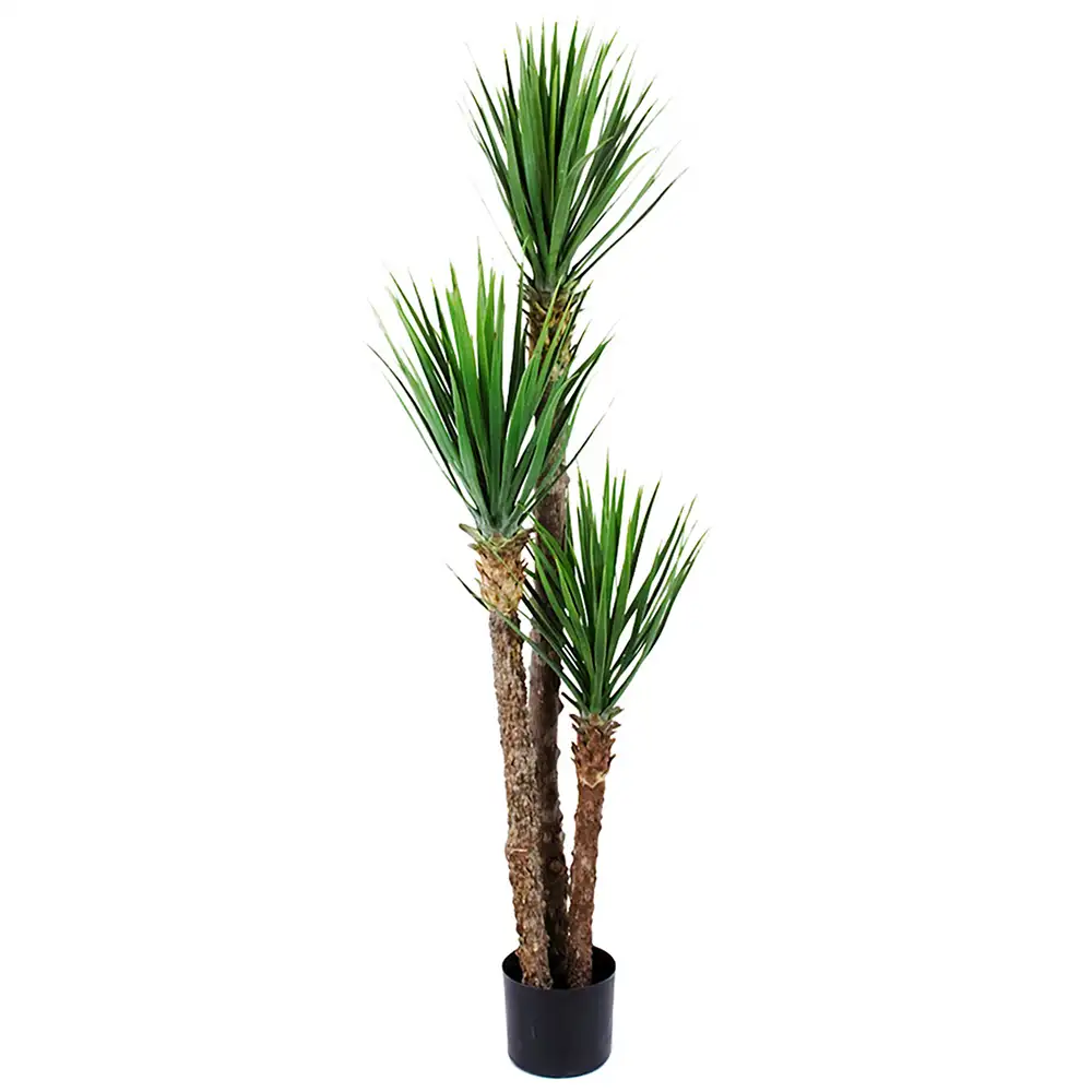 Mr Plant, Yucca Rostrata Baum 150 cm