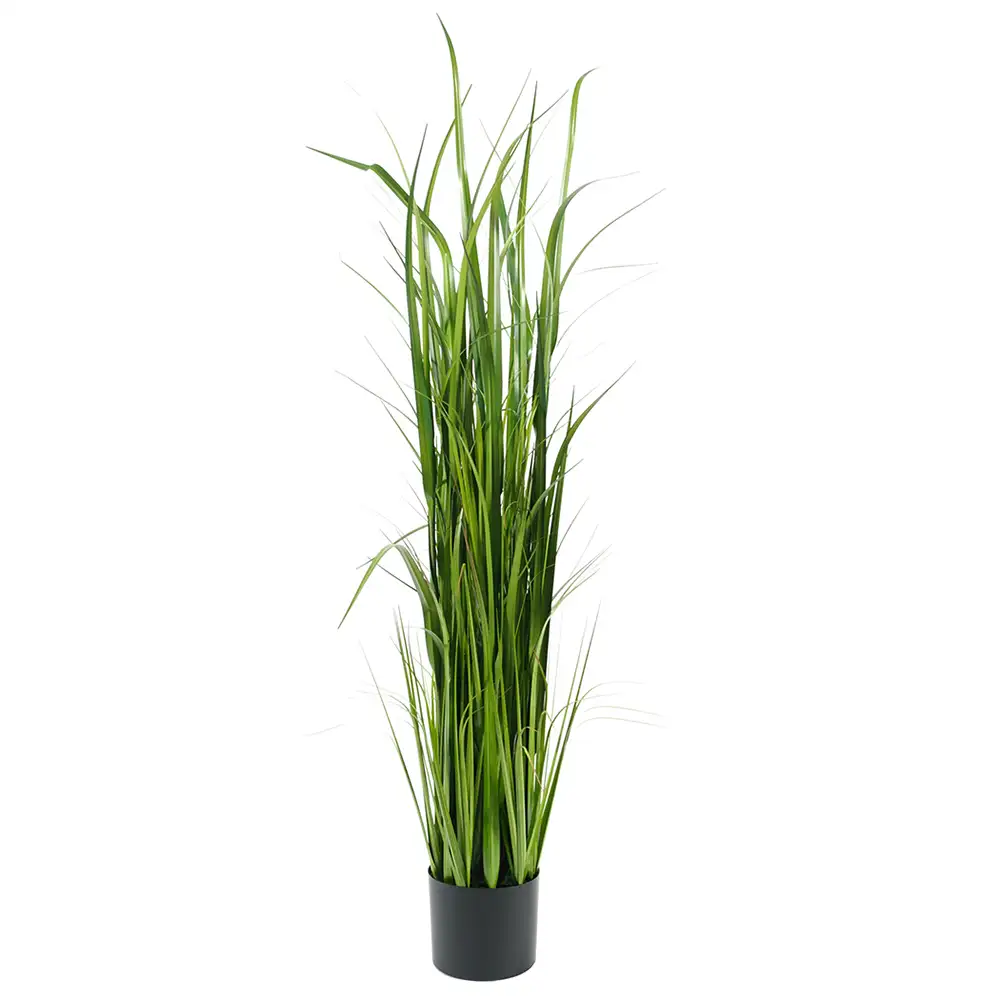 Mr Plant, Gras 150 cm
