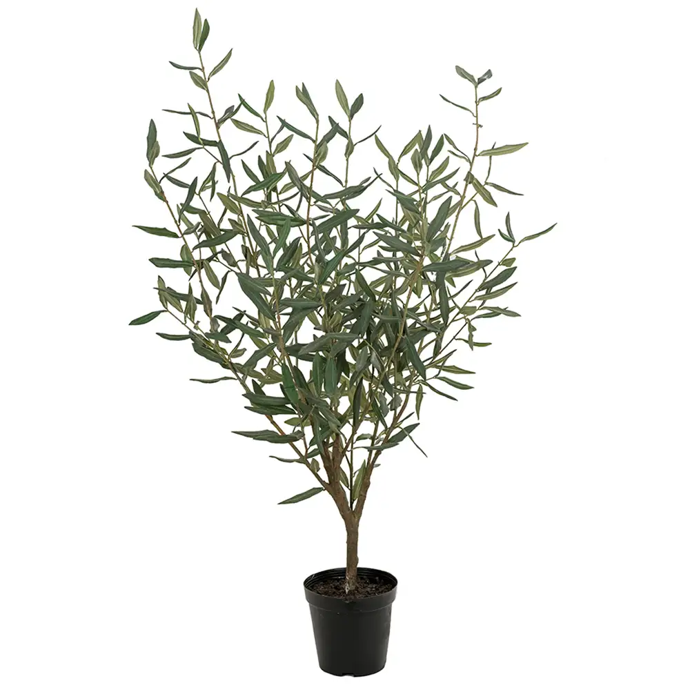 Mr Plant, Olivenbaum 100 cm Grün