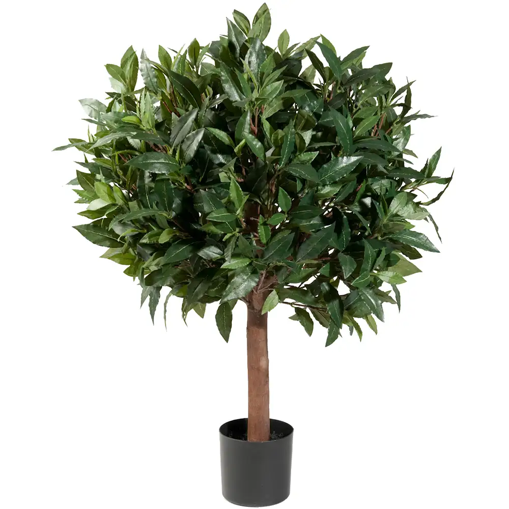 Mr Plant, Lagerbaum 80 cm
