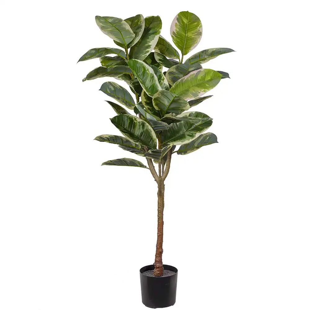 Mr Plant, Fikus Elastica 150 cm
