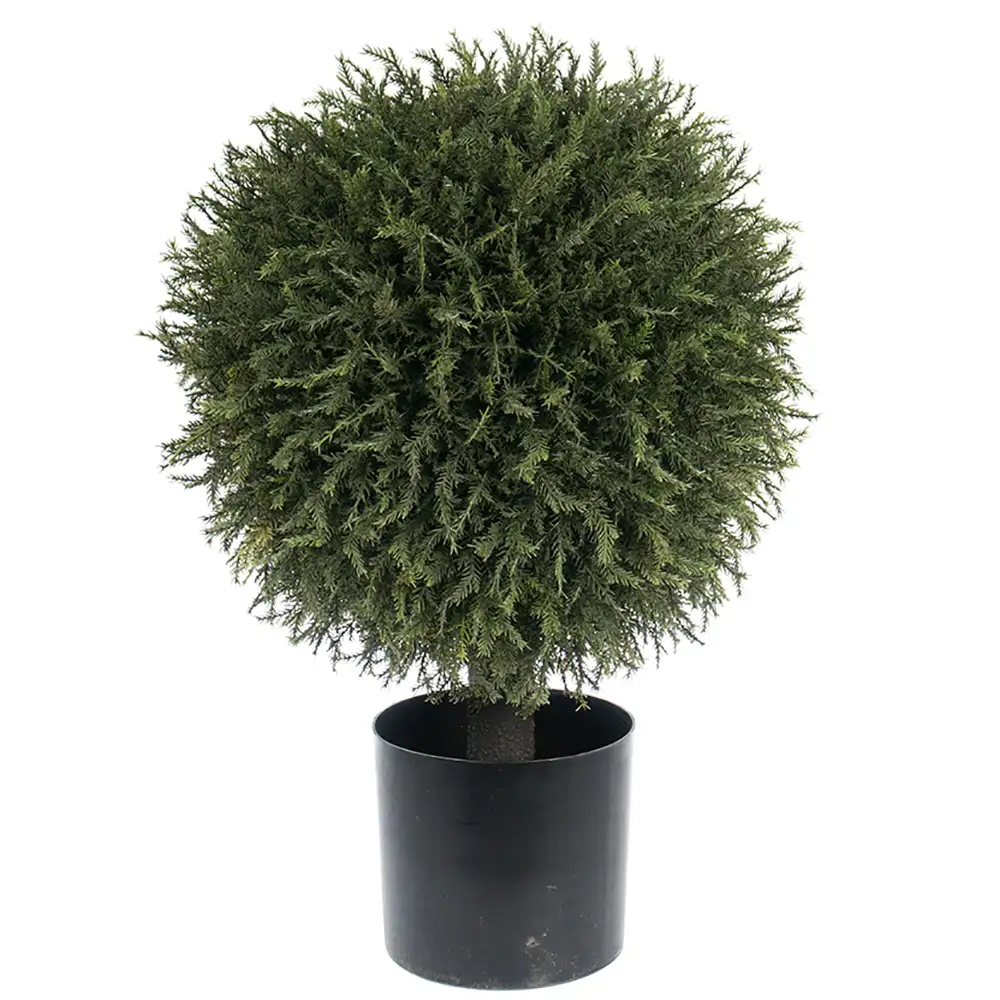 Mr Plant, Einzelner Baum 55 cm