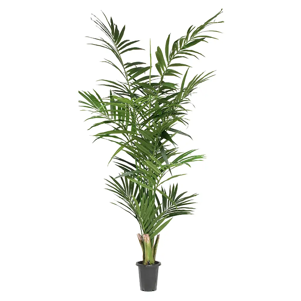 Mr Plant, Kentia-Palme 240 cm
