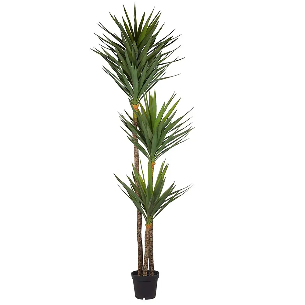 Mr Plant, Yucca-Baum 250 cm Grün