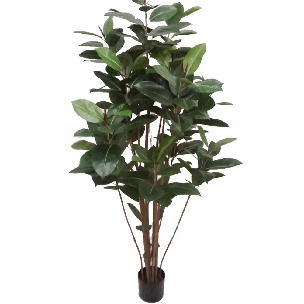 Mr Plant, Fikus Robusta 180 cm
