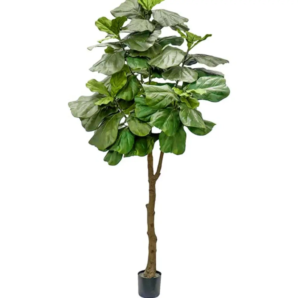 Mr Plant, Geigenfeige Topf 240 cm