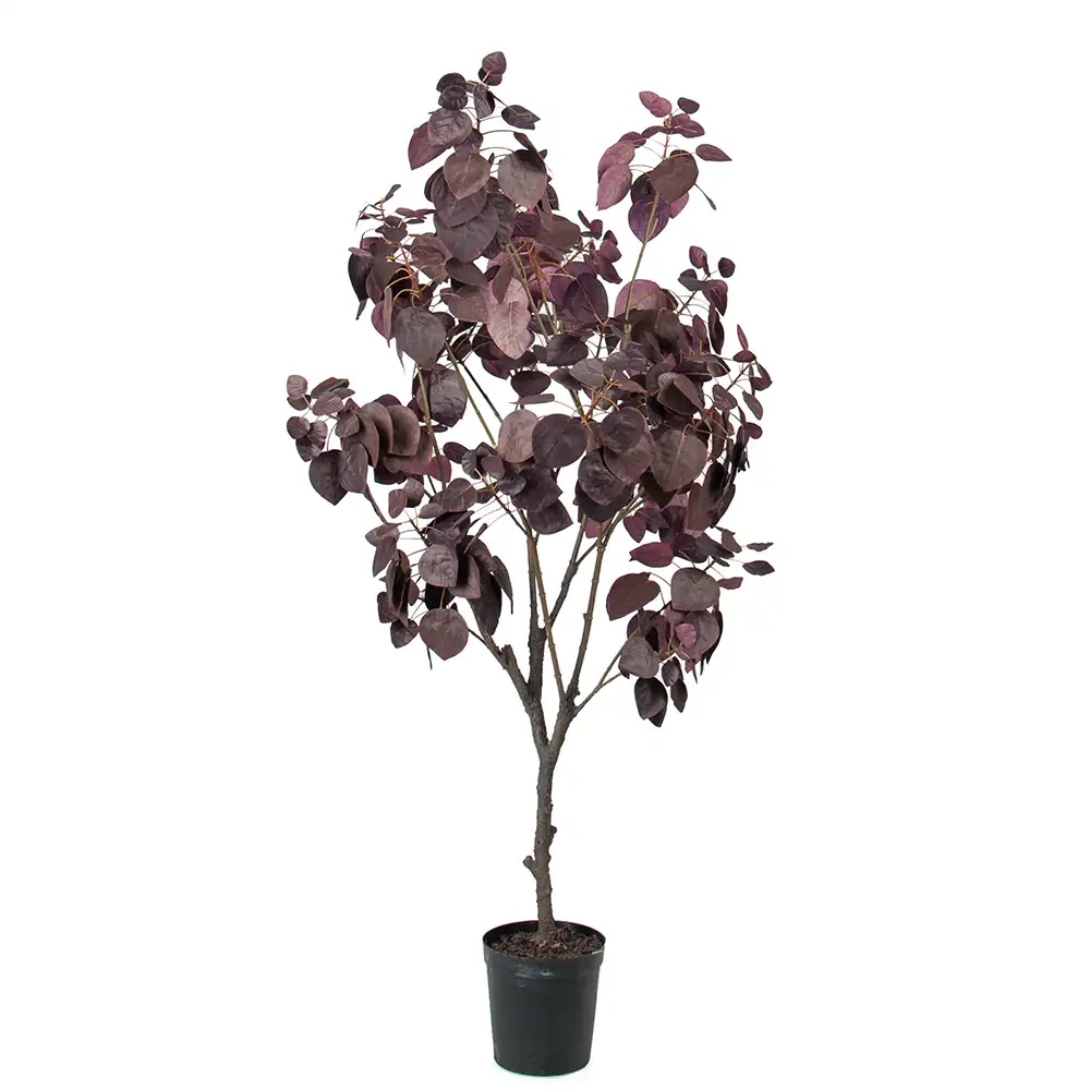 Mr Plant, Cotinus-Baum 140 cm