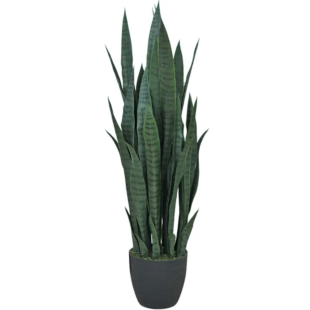 Mr Plant, Sansiveria Topfpflanze 100 cm