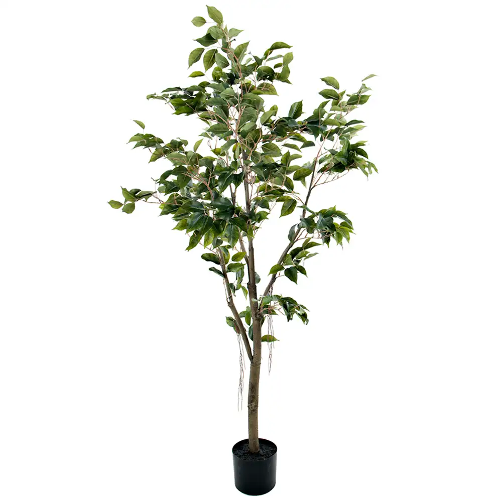 Mr Plant, Fikus Benjamin 150 cm