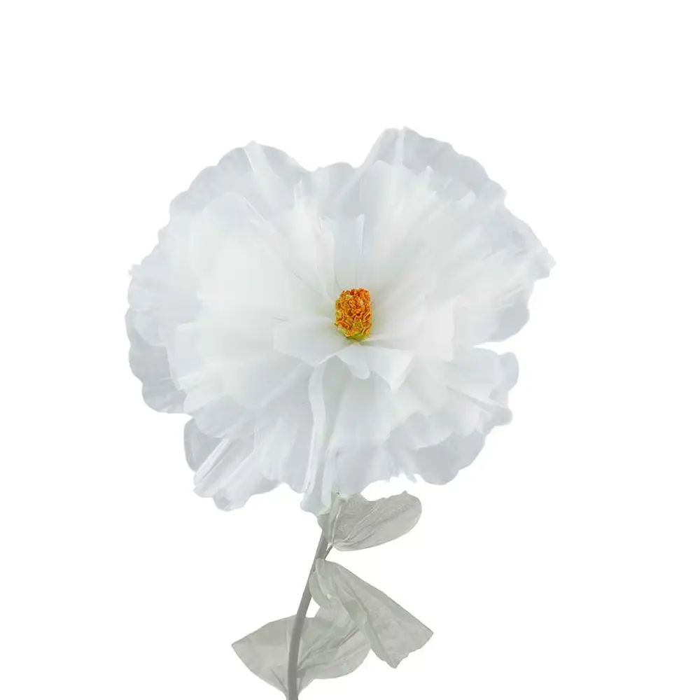 Mr Plant, Blume Gänseblümchen weiß