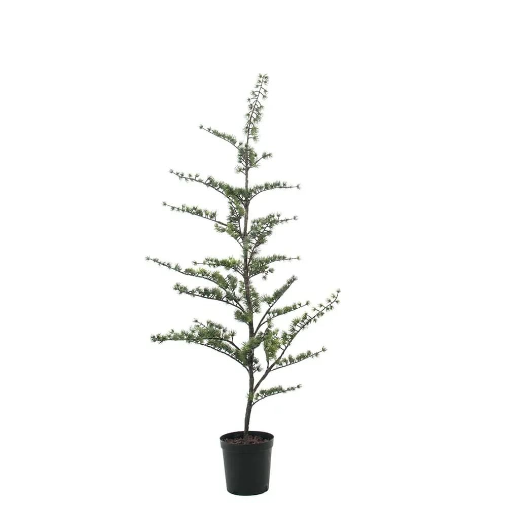 Mr Plant, Zedernbaum im Topf 150 cm