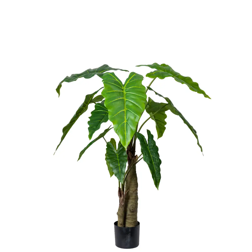 Mr Plant, Alocasia-Baum, 120 cm