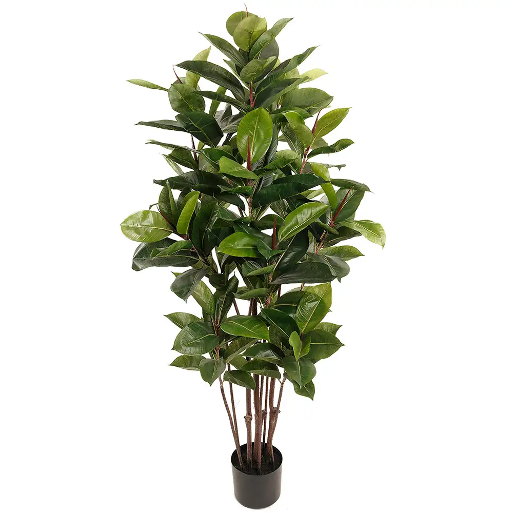Mr Plant, Ficus Robusta 150 cm