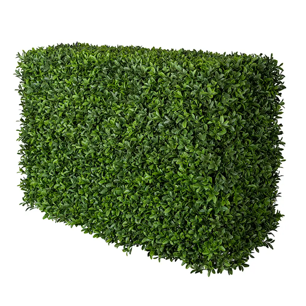 Mr Plant, Buchsbaumsträucher 50 cm