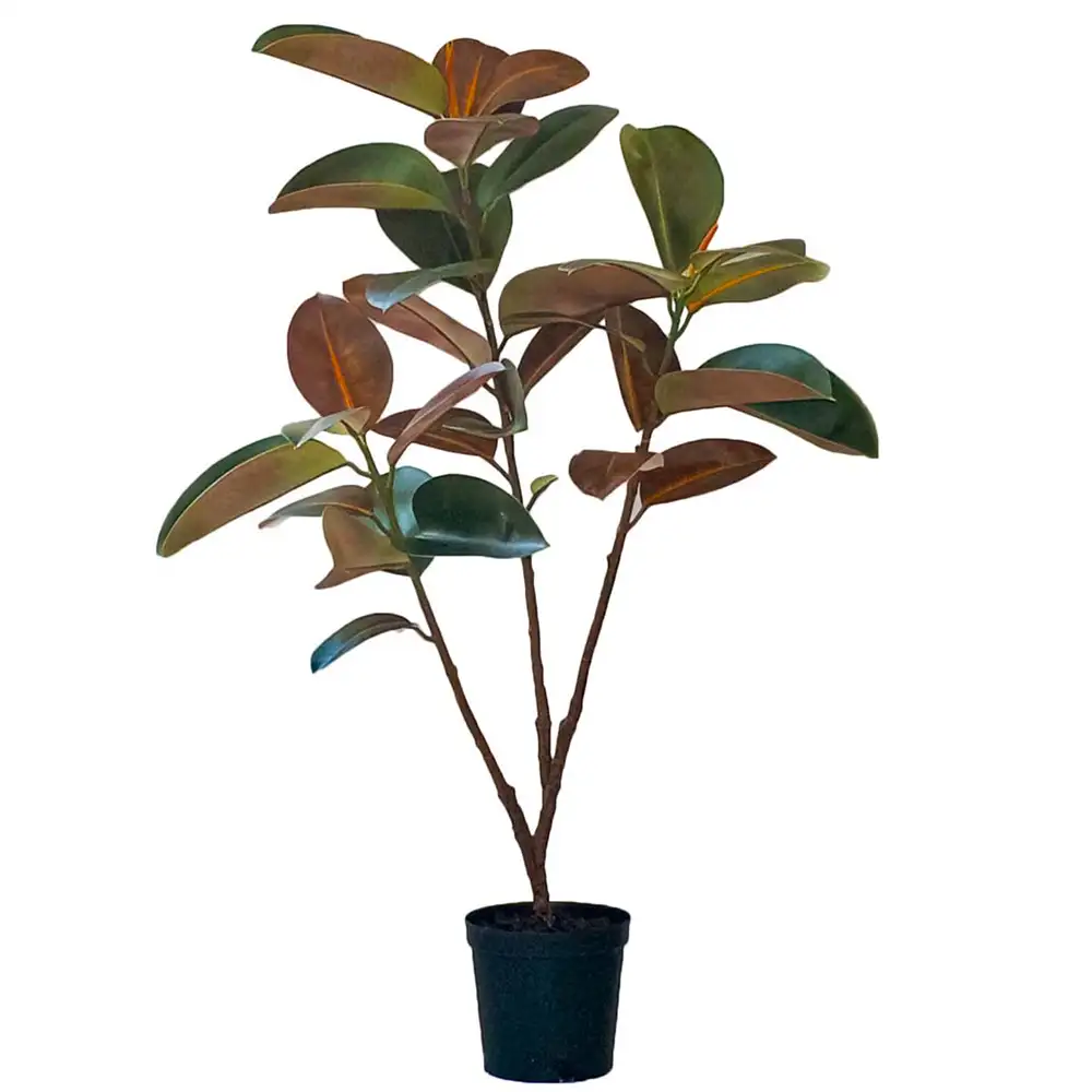 Mr Plant, Fikus Elastica 210 cm