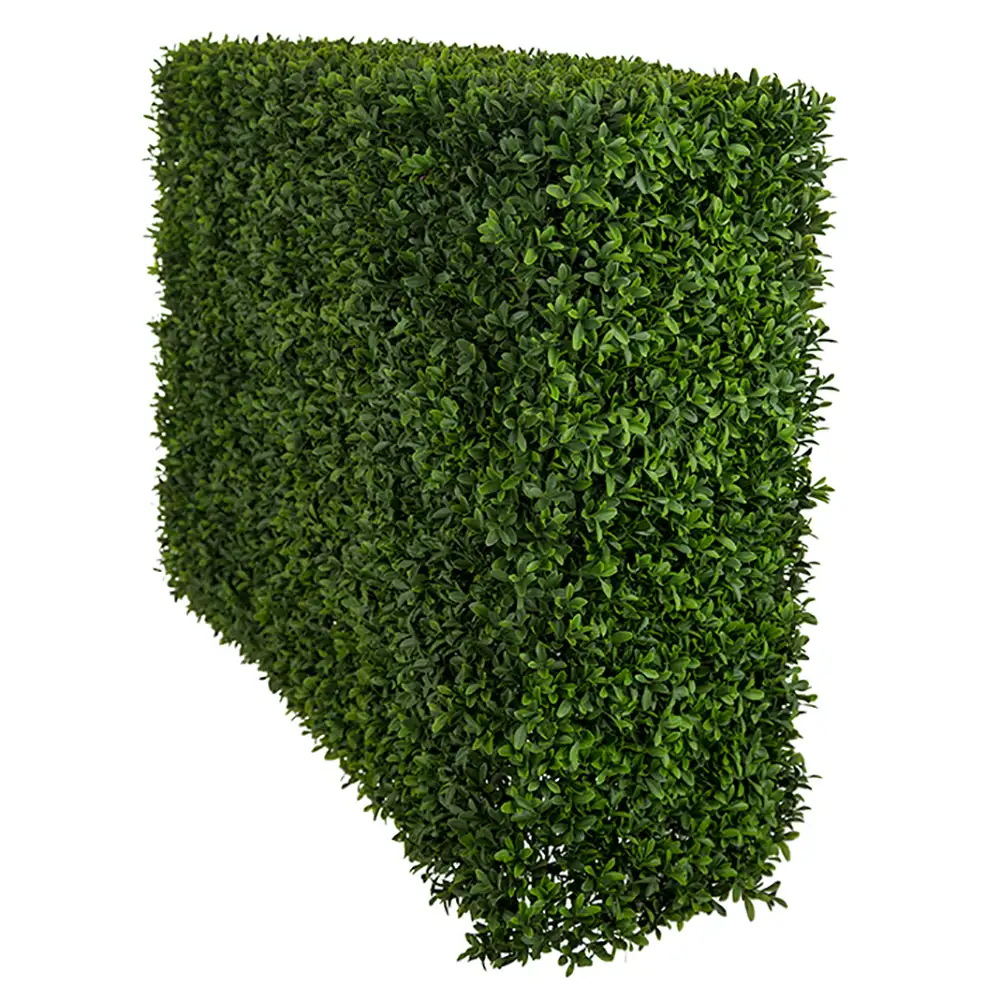 Mr Plant, Buchsbaumsträucher 75 cm