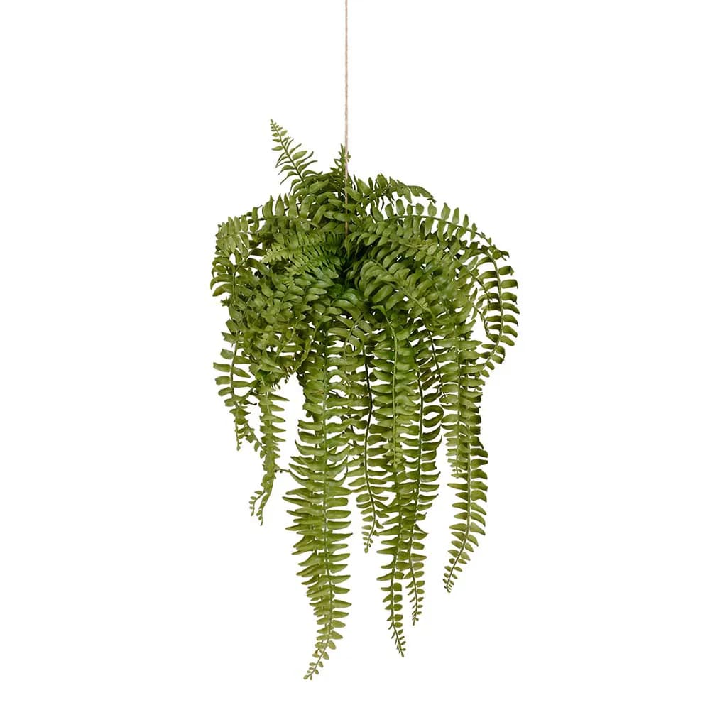Mr Plant, Farn Hängepflanze 53 cm