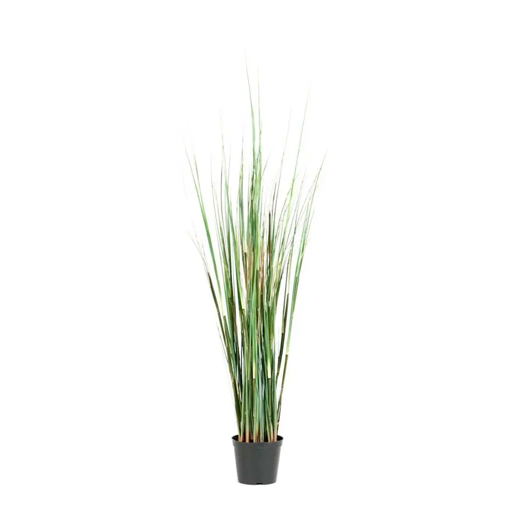 Mr Plant, Gras 95 cm