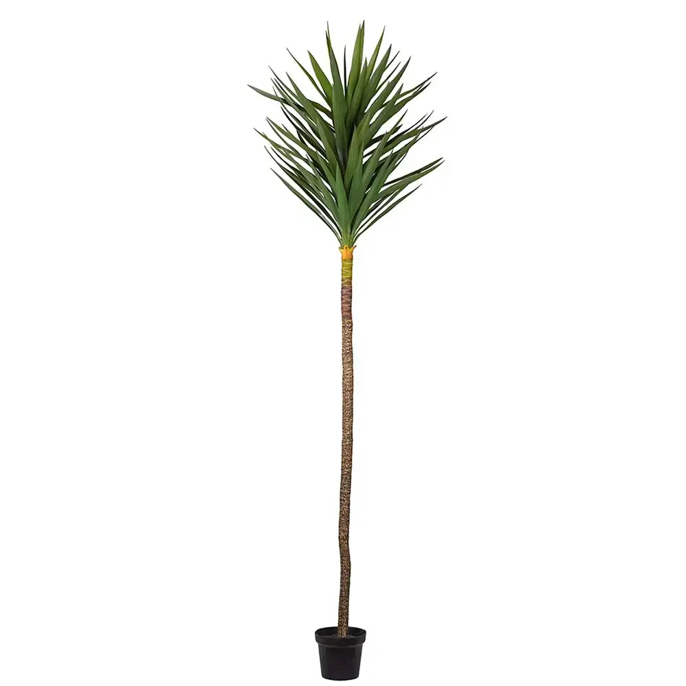 Mr Plant, Yucca-Baum 250 cm