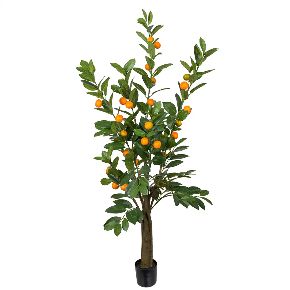 Mr Plant, Zitrusbaum 150 cm