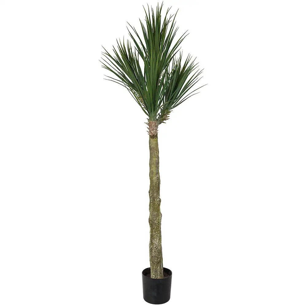 Mr Plant, Yucca Rostrata Baum 180 cm