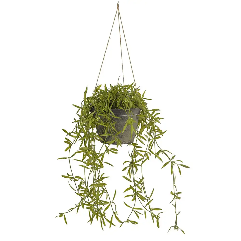 Mr Plant, Hoya Hängepflanze 25 cm