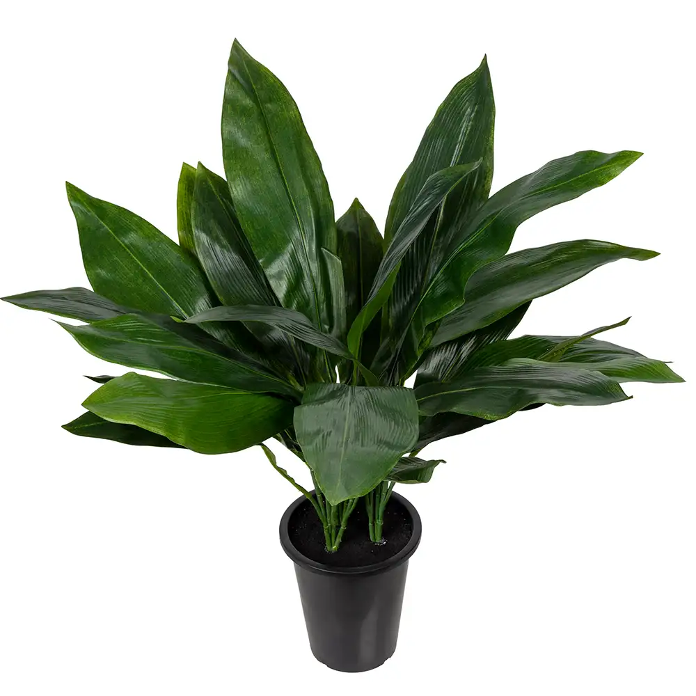 Mr Plant, Aspidistra Topfpflanze 75 cm