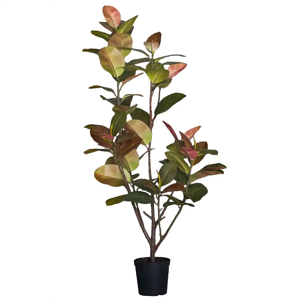Mr Plant, Fikus Elastica 180 cm