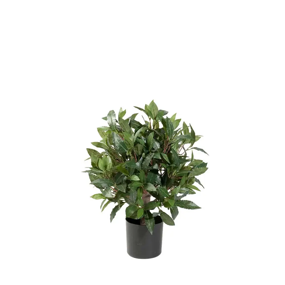 Mr Plant, Lagerbaum 50 cm