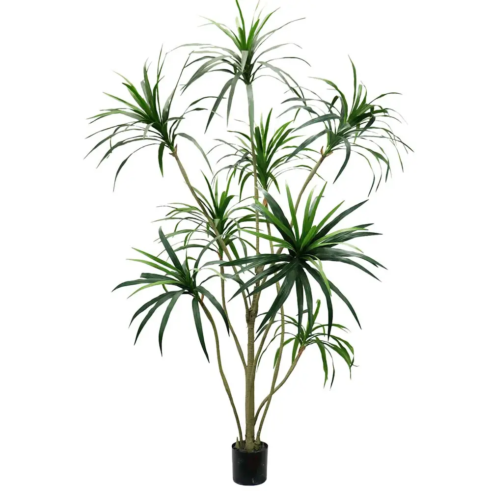 Mr Plant, Dracena-Palme 240 cm