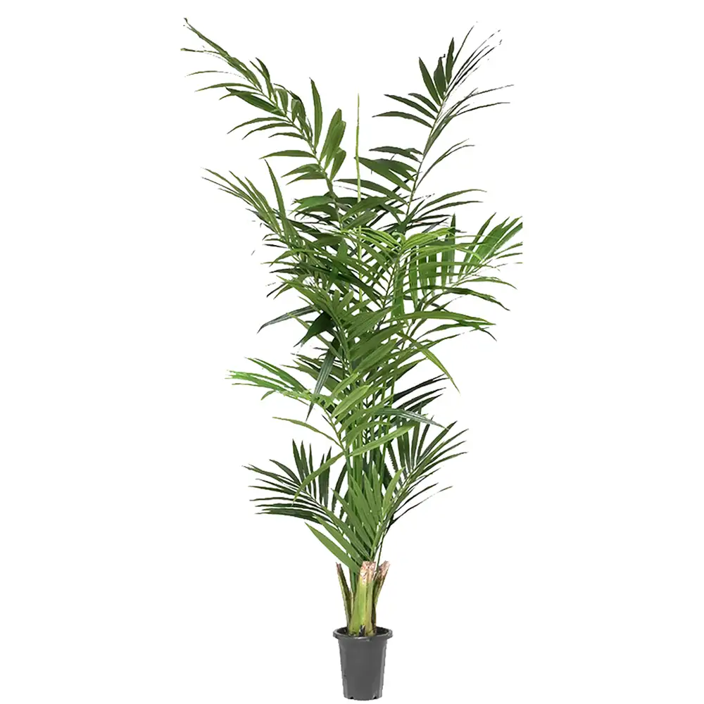 Mr Plant, Kentia Palme 210 cm